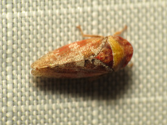 Dragonana dracontea