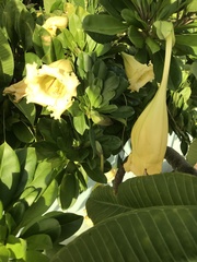 Solandra longiflora
