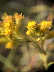 Solidago confinis