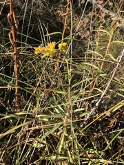 Solidago confinis