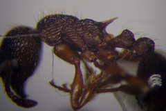 Myrmica scabrinodis