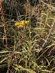 Solidago confinis