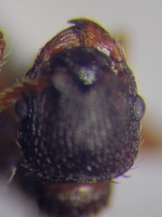 Myrmica scabrinodis
