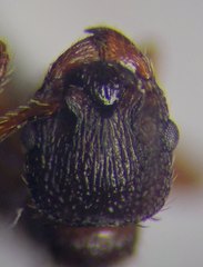 Myrmica scabrinodis