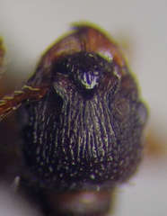 Myrmica scabrinodis