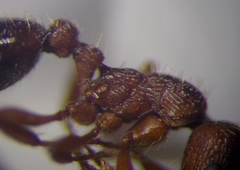 Myrmica scabrinodis