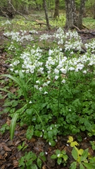 Cardamine tenera