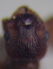Myrmica scabrinodis
