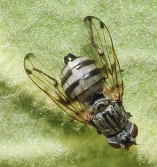 Otites maculipennis