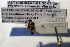 Myrmica schencki
