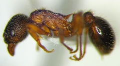 Myrmica schencki