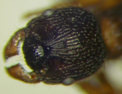 Myrmica schencki