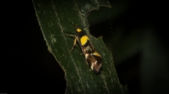 Epithymema helias