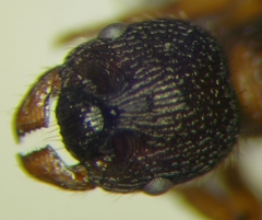 Myrmica schencki