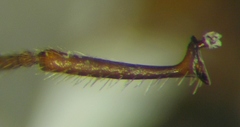 Myrmica schencki