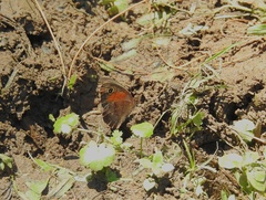 Cassionympha cassius