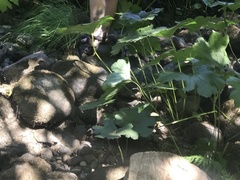 Darmera peltata