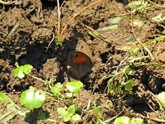 Cassionympha cassius