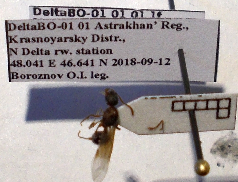 Myrmica stangeana