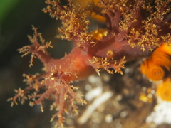 Dendronotus lacteus