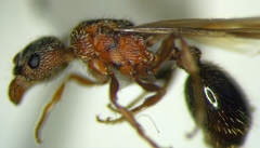 Myrmica stangeana