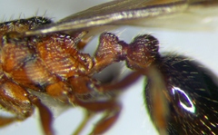 Myrmica stangeana