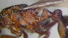 Myrmica stangeana