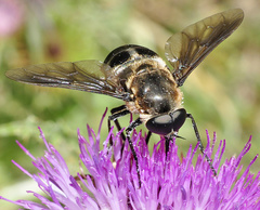 Pangonius haustellatus