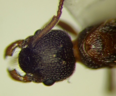 Myrmica stangeana