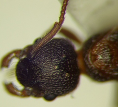 Myrmica stangeana