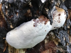 Rigidoporus ulmarius