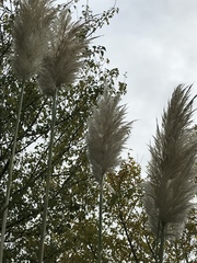 Cortaderia selloana