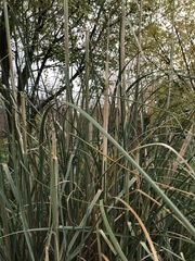 Cortaderia selloana