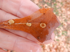 Polystepha pustuloides