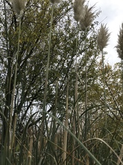 Cortaderia selloana