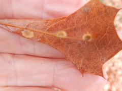 Polystepha pustuloides