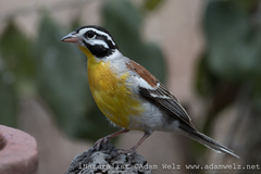 Emberiza flaviventris kalaharica
