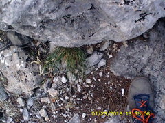 Allium marschalianum