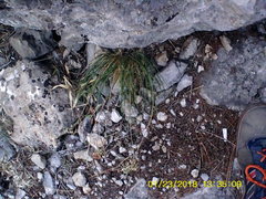 Allium marschalianum