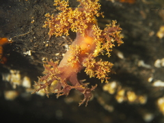 Dendronotus lacteus