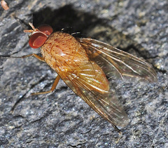 Pegomya testacea
