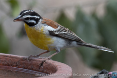 Emberiza flaviventris kalaharica