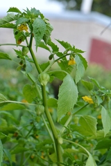 Physalis ixocarpa