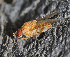 Pegomya testacea