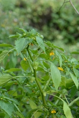 Physalis ixocarpa