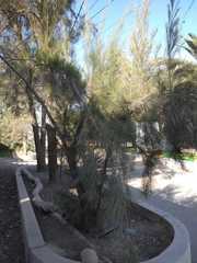 Casuarina