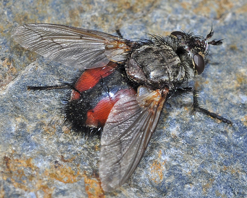 Peleteria meridionalis