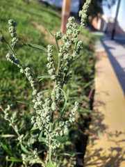 Chenopodium album