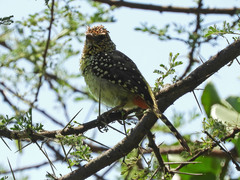Trachyphonus darnaudii