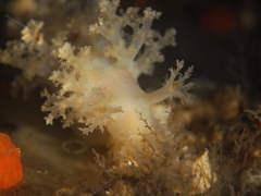 Dendronotus lacteus